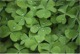 clovers-vetto.jpg
