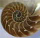 jitze-chambered_nautilius_shell.jpg