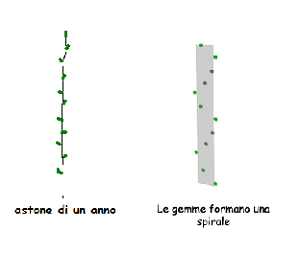 maranzana-astone.png