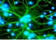 neuromat.jpg