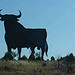 merce-nuevo-toro-de-osborne.jpg